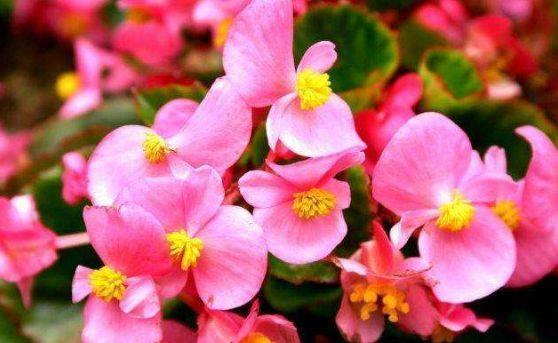 几款花养在家，花期长易打理，随便一养就爆盆，颜值超高的