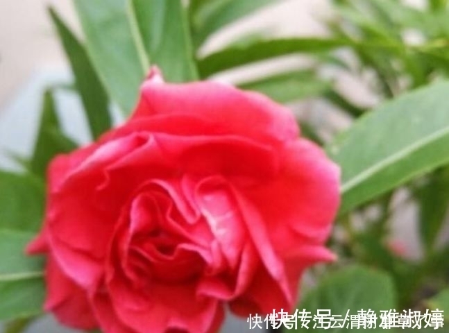 冰淇淋|4种花养在阳台，花朵硕大花期长，天天能赏漂亮花