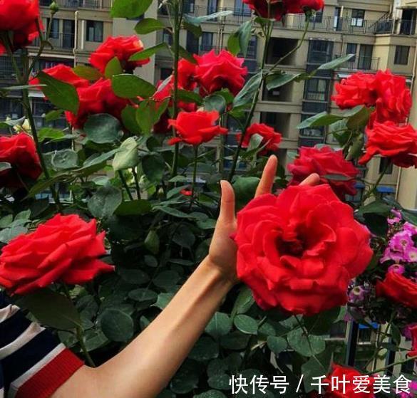 多肉法师|养花别大意,3种花对身心健康不利,再喜欢也别养,你养过几种?