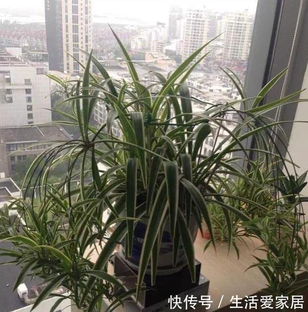 叶子|金边吊兰这样养,不用买就能种,叶子大颜色漂亮,一年长爆盆!