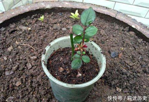 月季花|路边碰到修剪2种花,讨点枝条带回家,扦插成盆栽开花美极了!