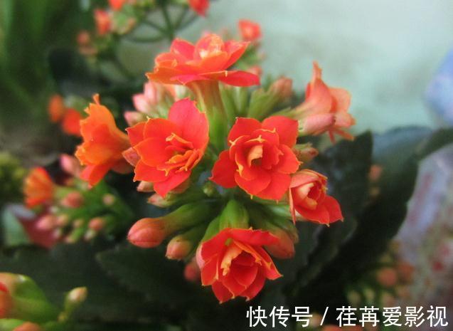 长寿花怎么养才开花，长寿花的养殖方法和诀窍你看了吗