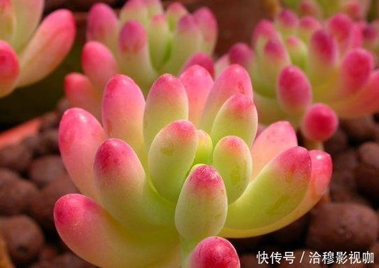 种花|“3种花”冷热全不惧，养在阳台只要有水就能活，想学养花的福音