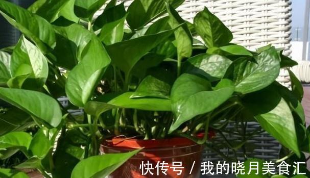 想要叶片油绿，开花旺，教你4招小技巧，轻松搞定所有花肥