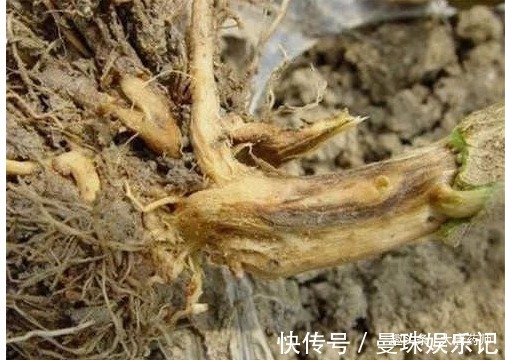 服用|一颗小茄子,养生大功效!茄子的13个顶级妙用,13种疾病皆可治!