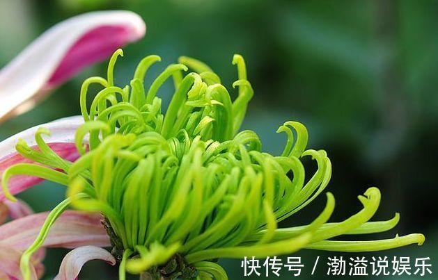 菊花宝|喜欢菊花,就养盆“珍稀名菊”绿云,似“彩云偏偏”,开花爆盆