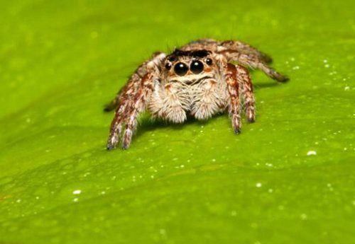 地球10大最常见的室内蜘蛛 第五幽灵蛛 第一跳蛛 大家见过吗 快资讯