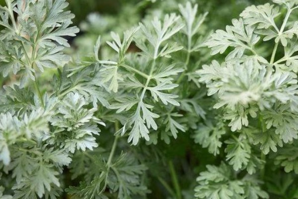 女性自身|50岁妇女患颈椎病，竟用一把艾叶给治好了，其实艾叶还有3大好处