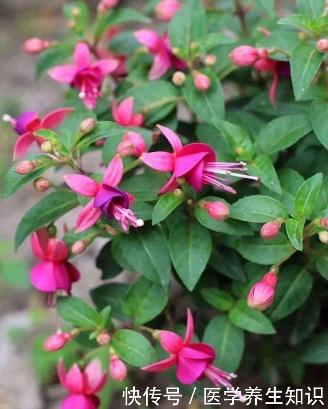 这3种花特别的耐寒，完全不将冬天放在眼里，天越冷花朵越漂亮！