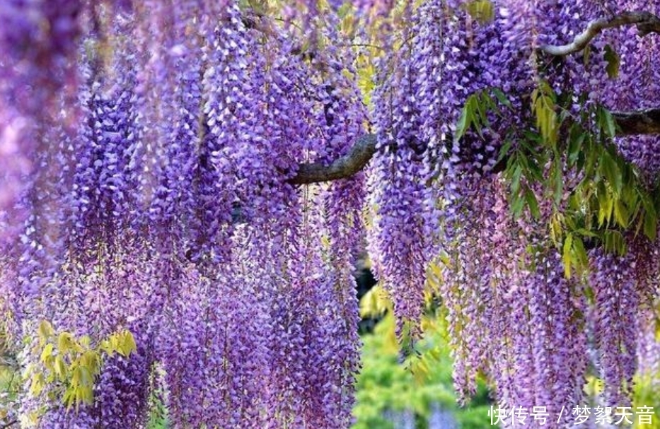 4种富贵花，添福添贵添好运，迷人的花朵，开满整个花盆