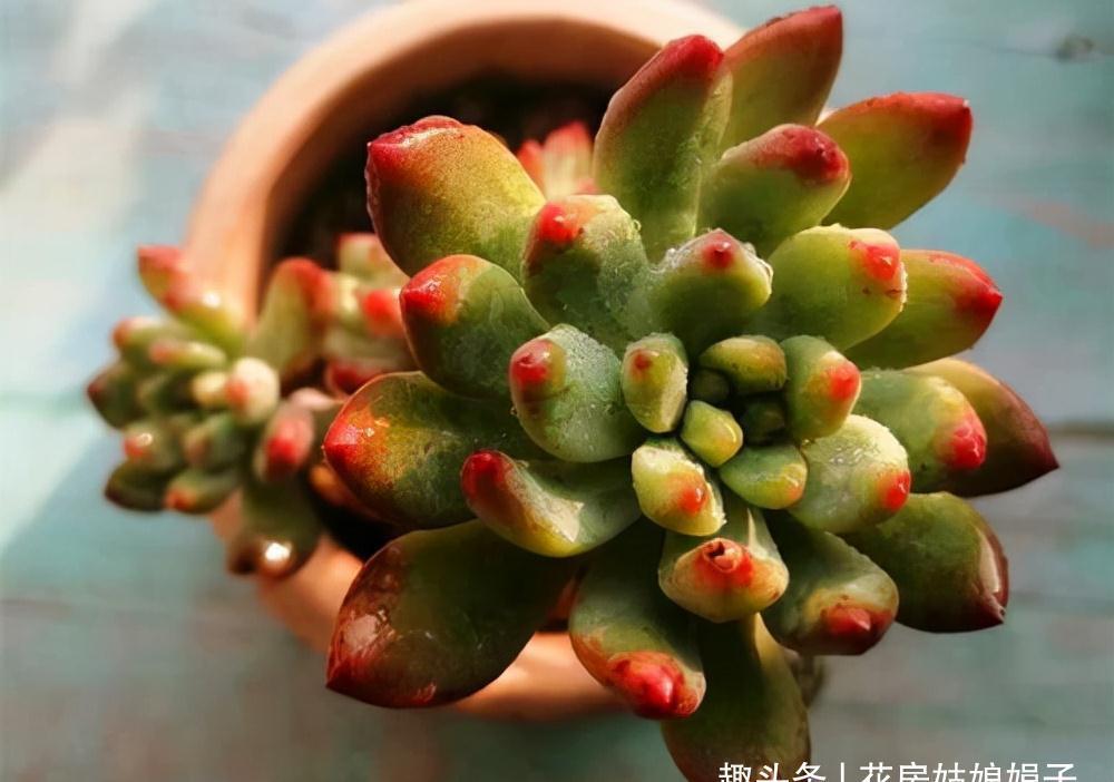 多肉植物上色出状态,要满足这3个条件,缺一不可,否则都是奢求