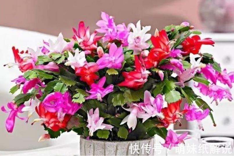 “4种花”埋土里就活,不用管也能花开不断,好养易活开成花海!