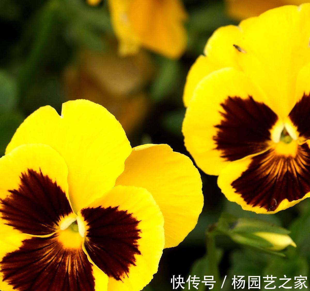 三色堇|养花试试这几款，适合养成盆栽，甚至可以养成吊盆植物