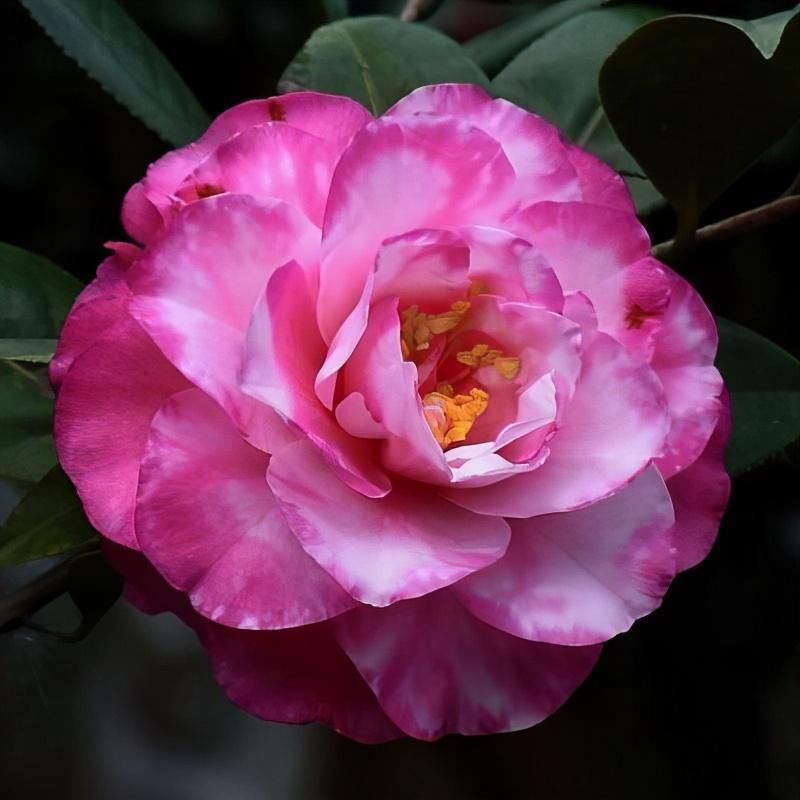  花苞掉落|茶花好不容易在秋冬冒出花苞，没几天就掉光了，哪里出了问题