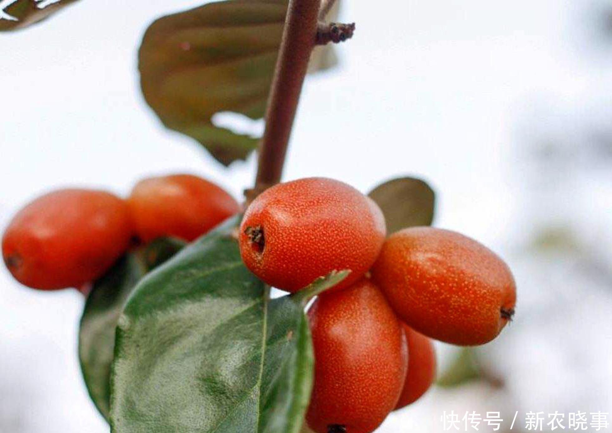 人称“羊奶果”,小时候常常吃,如今城里盆栽做盆景,已成稀罕货