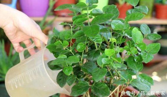 扦插|养花防治黄叶烂根、虫害有技巧6个小动作,让你应对游刃有余