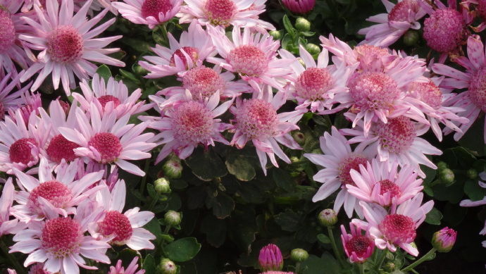 喜欢菊花,不如养盆“菊中精品”紫袍,群芳争艳,开花爆盆美!