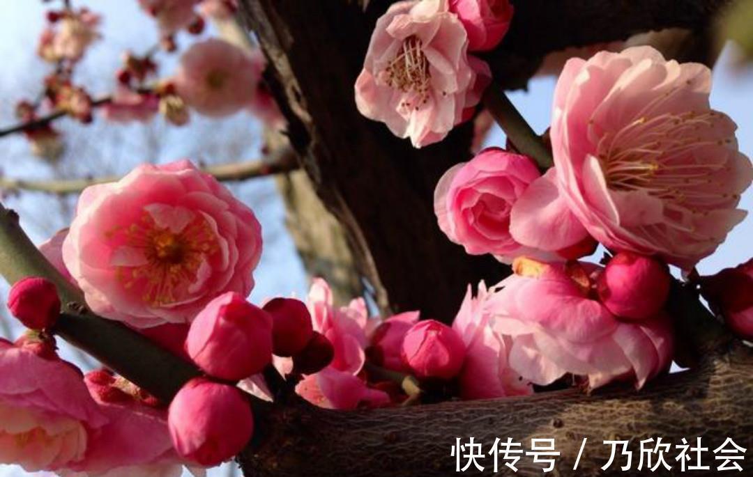 咏梅诗#清朝诗人林古度这首咏梅诗,开篇就是名句,结尾更是写出了新意!