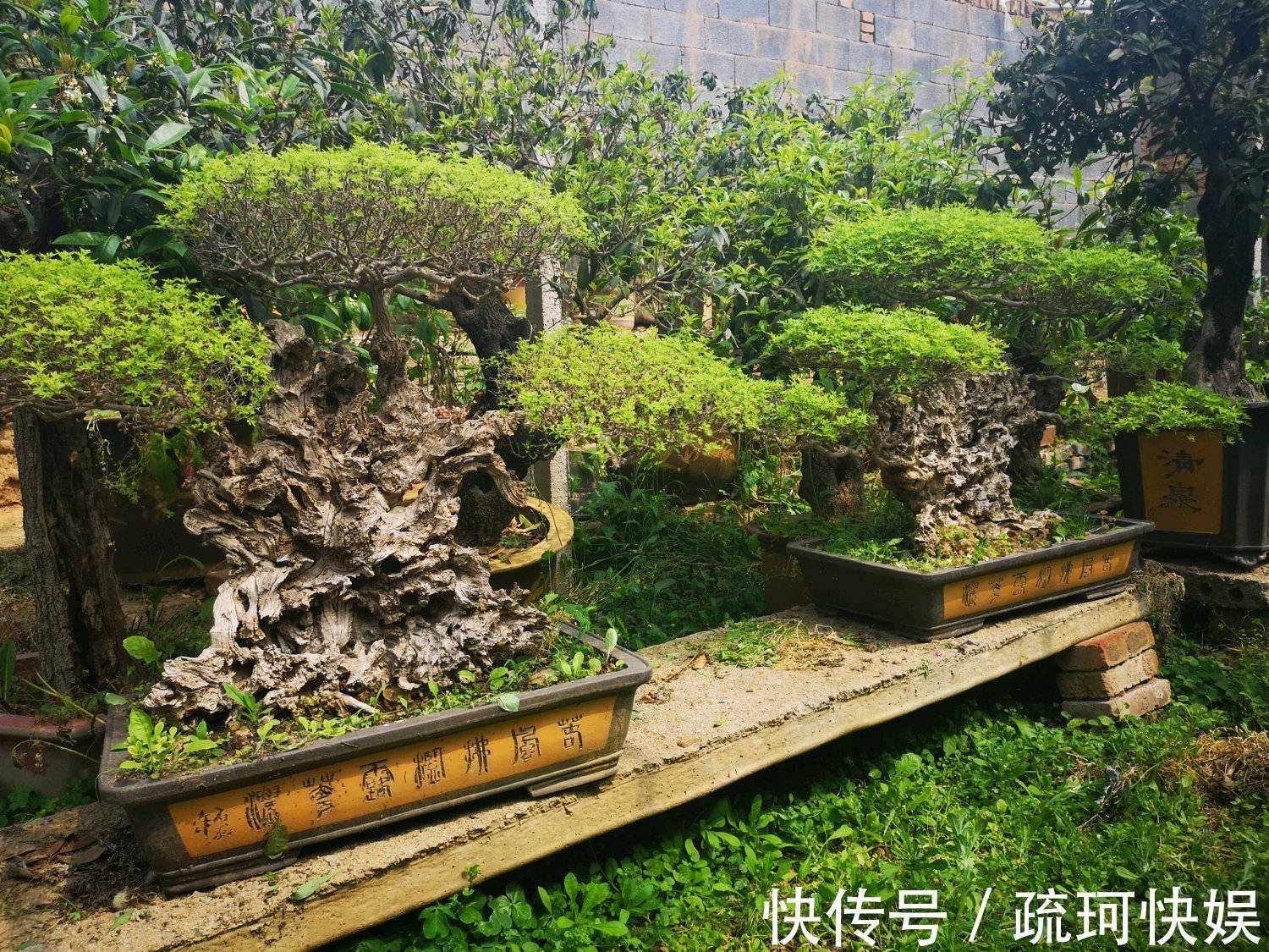 黄荆盆景老桩根部刚萌发的新芽要不要抹掉生桩和熟桩有区别