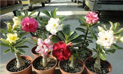 沙漠玫瑰,开花“靓丽”,长得慢不开花?毛病在“根系”