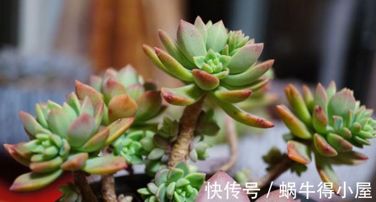 皮实|多肉中的“普货”马库斯，好养又漂亮，于新人而言却是“精品”