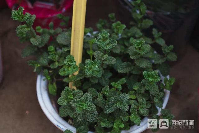 年宵花市场开始备货蝴蝶兰仙客来20-50元盆受市民青睐