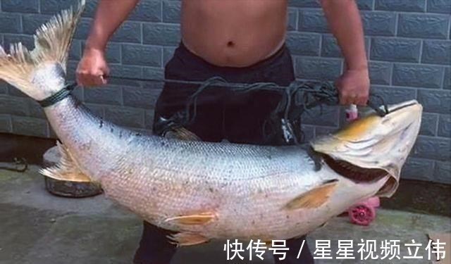 为民除害|黄浦江96斤“水老虎”被钓获,网友这个操作要“衣锦还乡”
