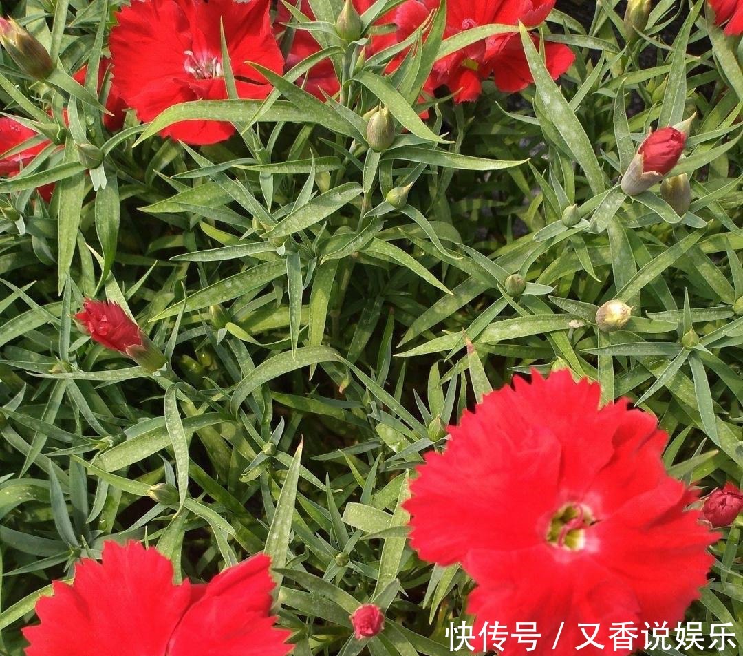  开花|这“4种花”，一年四季开花，非常好养活，非常“爱开花”