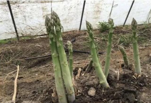 不想出门,就在阳台种“2种菜”,采摘一茬又一茬,够全家吃