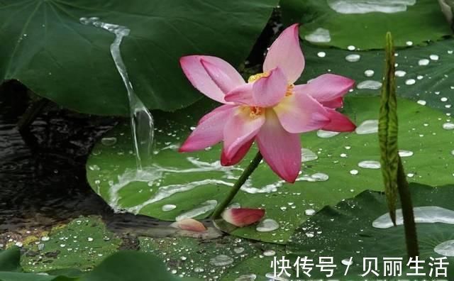 营营|苏轼最难超越的一首宋词，每一句都有哲理，下片12字更是字字珠玑