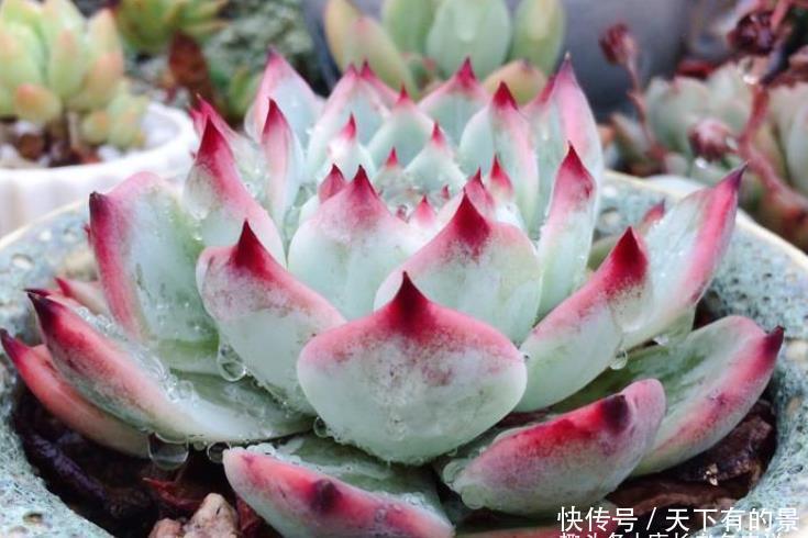 卡罗拉|多肉桃太郎不是吉娃娃,但它们实在太相似,很多时候我也区分不开