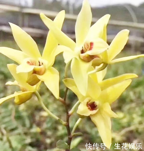 养料|兰花养不好大部分都是养料没选对,它比生根粉还好用,养兰首选