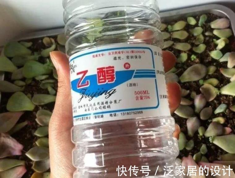 秋天|秋天养多肉，蚧壳虫来袭怎么办？3种土方法，害虫一个都逃不了