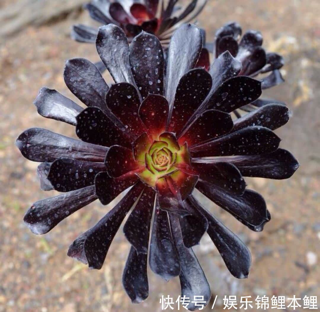 早春养黑法师,4个要点做1做,养成漂亮紫莲花