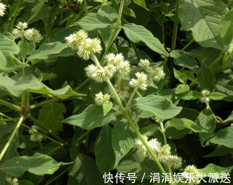 肝阳上亢|每日一味药中药材牛膝，经典的活血药，不是牛的膝盖！