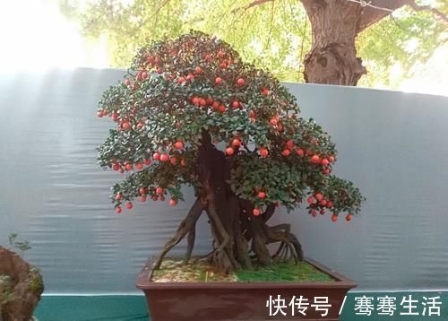 枝条|老鸦柿和金弹子不一样，做好修剪蟠扎，造型漂亮挂果多，比金弹子还要好看