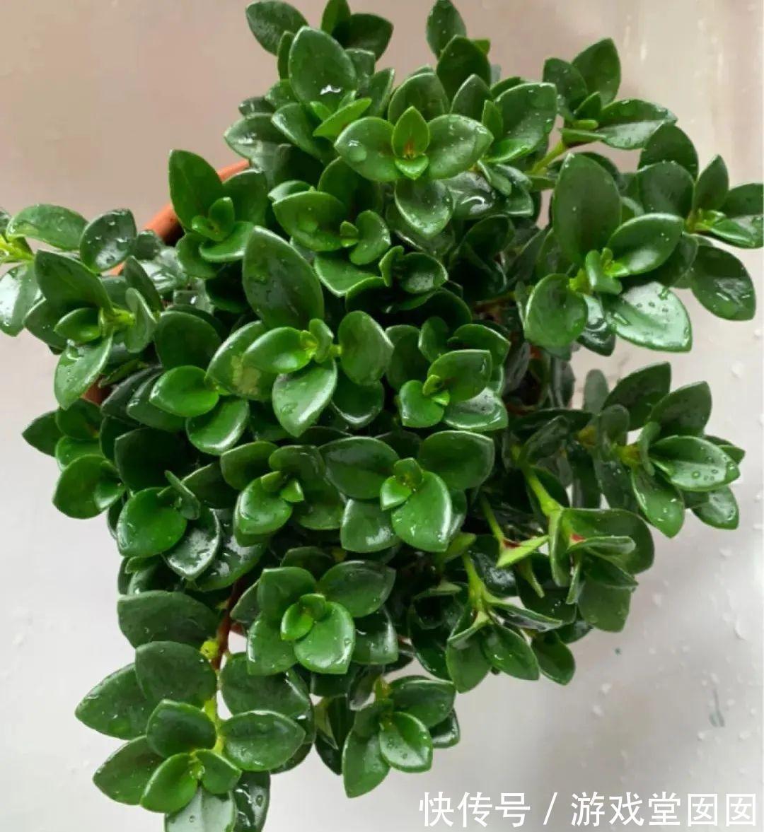 给花喷点它，叶片油绿茂密，花苞嘟噜噜冒出来