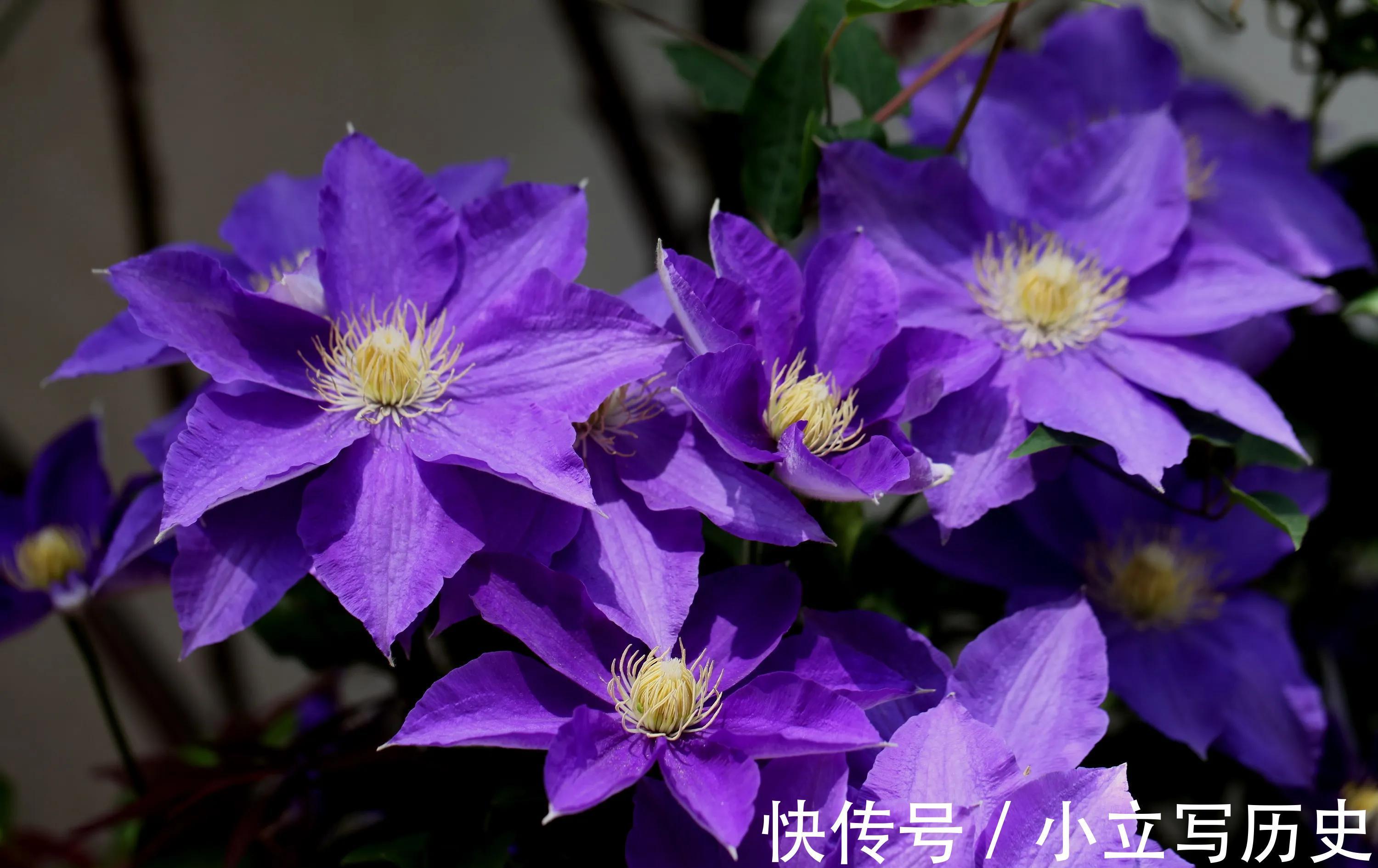 家里有院子，养上6种爬藤花，长势旺，开花能力强，美观又大气