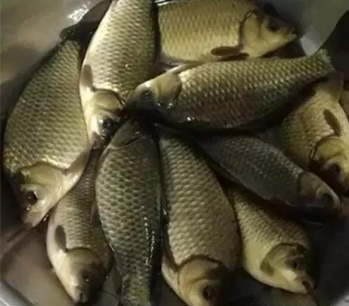 冬季鱼难钓,野钓难在哪,学会这三招冬季野钓收获满满