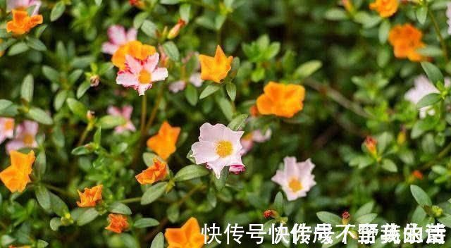 降血壓|高血壓只能依賴降壓藥 不! 不起眼的小食材, 常吃也能降血壓