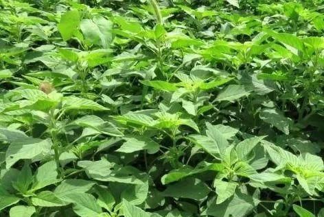 长寿菜|人称长寿菜,农村很常见,含钙量比蔬菜高,以后遇到记得摘点