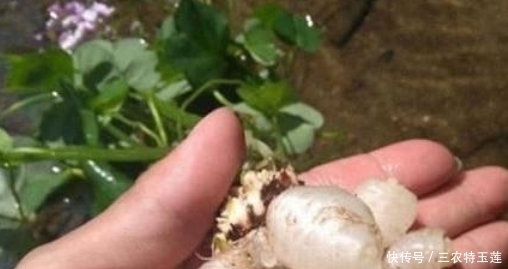 土人参|农地里的“水晶萝卜”,总被当野草拔除,其实是种珍贵“土人参”