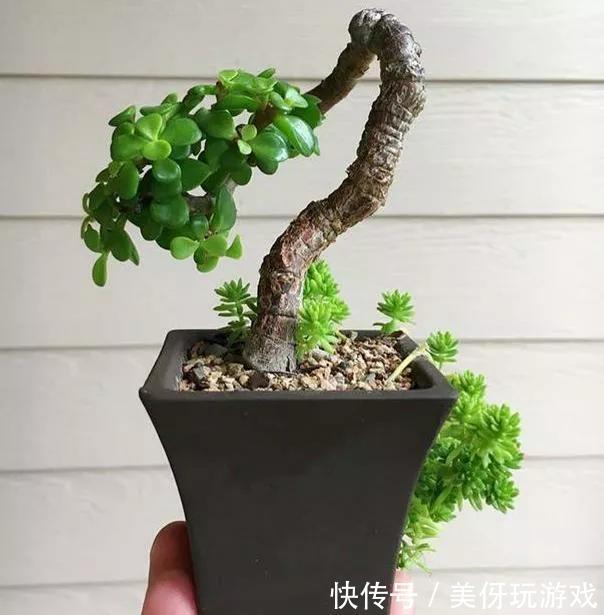 会不会养花看玉树就知道，叶片黄又软，都是步入了此几个误区