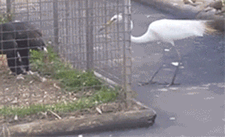 |搞笑GIF趣图:不要以为我是个菜鸟，其实天下武功唯快不破！