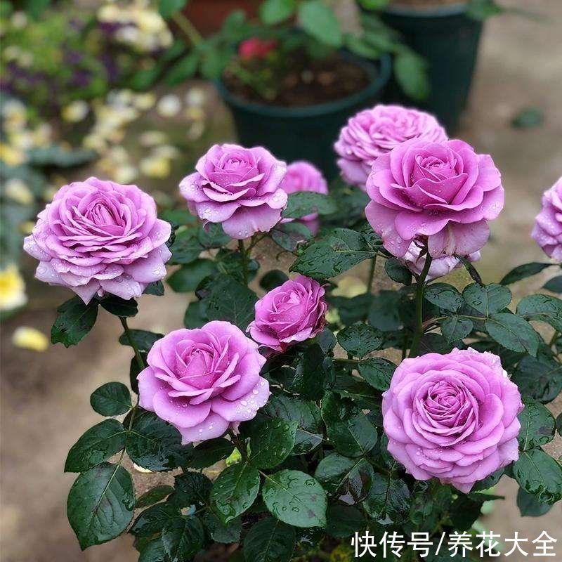 春天了,3种花要苏醒,准备修剪施肥浇水了