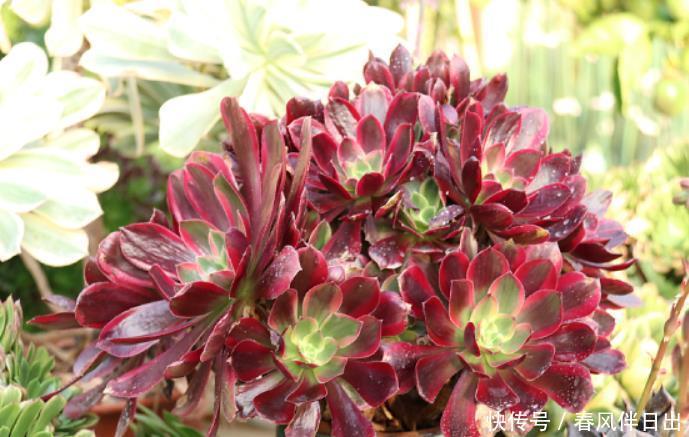 法师要开花别修剪,这不一定是“坏事”,不管不顾才能变“好事”