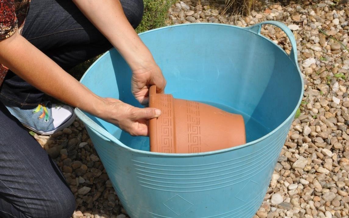 兰花上盆前有“三洗”,老手熟门熟路,新手听着有点懵