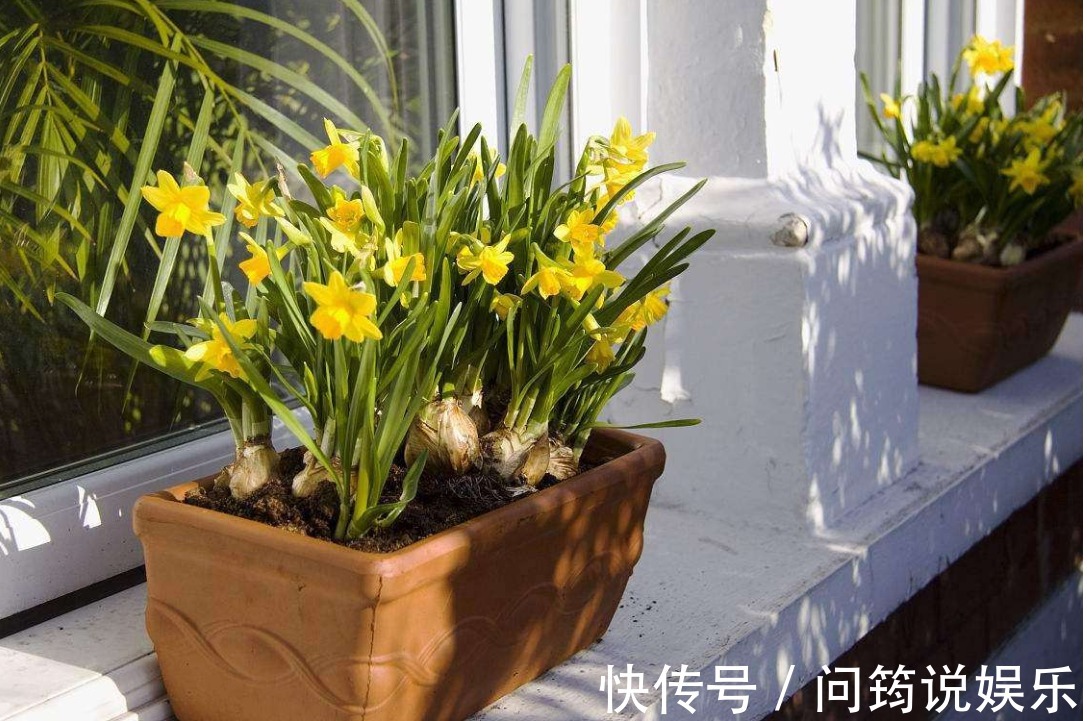 养花|家中养花不要乱,6种“镇宅花”可以养,2种“破财花”不能养