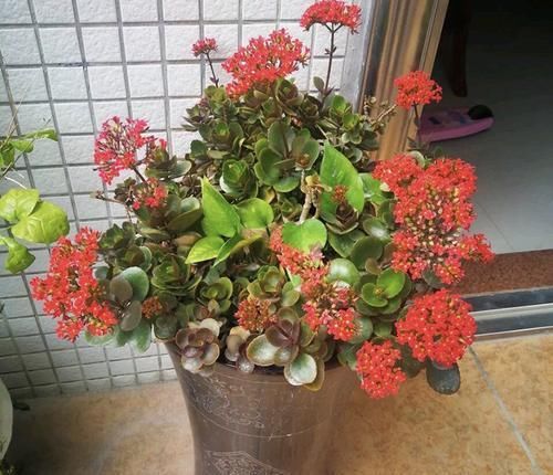 养10年的长寿花,变成“老桩”了,用2个方法1个经验,养好开花旺