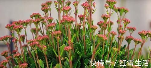 养花要“心狠”,这种枝条,见一根剪一根,开花翻十几倍